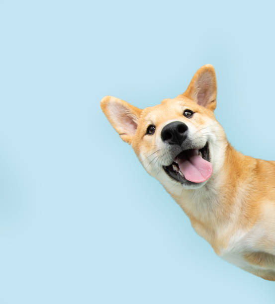Für Hunde