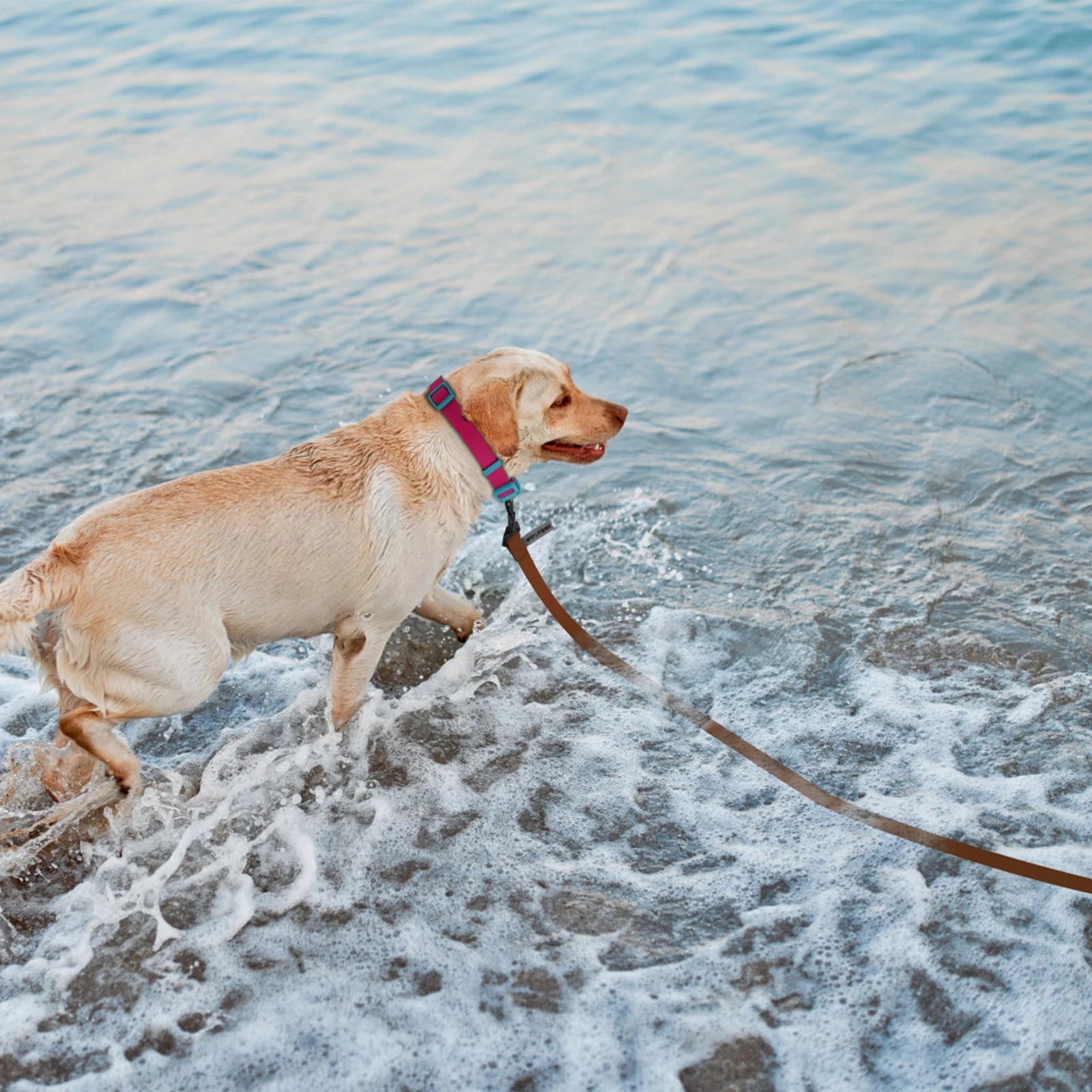 Hundeleine 3M/6M – Verstellbare PVC Ausziehleine für kleine & große Hunde