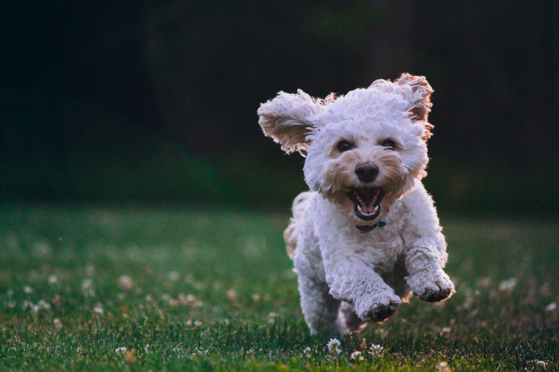 Für Hunde