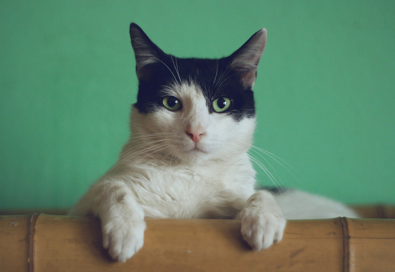 Für Katzen